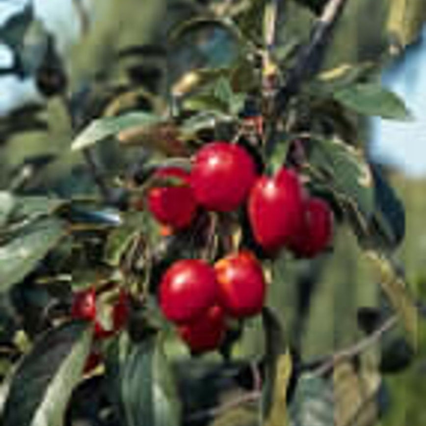 Mahonia – Mahonia japonica 'Bealei' - 12/14 RB